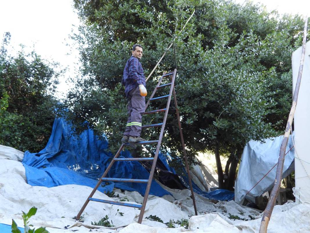 Dalında 7 lira, fabrikadan çıkınca 1500 lira! Dünyaya ihraç ediyorlar, bir köy böyle zengin oldu 1